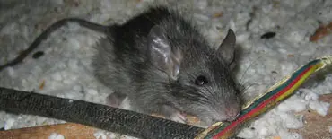 Rodent Proofing pros